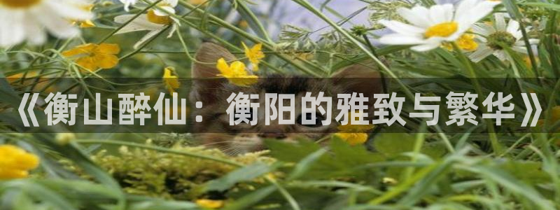 多多28平台电子游戏官网入口：《衡山醉仙：衡阳的雅致与繁华》